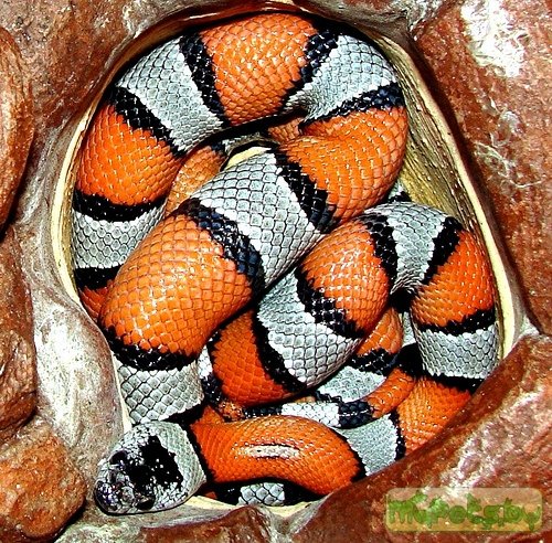 Королевская змея красно-серая 